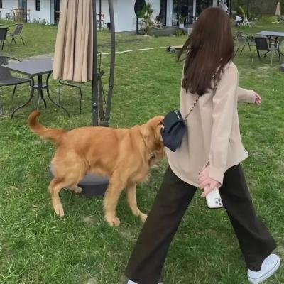 奇怪的猫咪